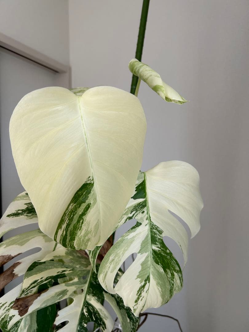 斑入りモンステラ　カット苗　トップ