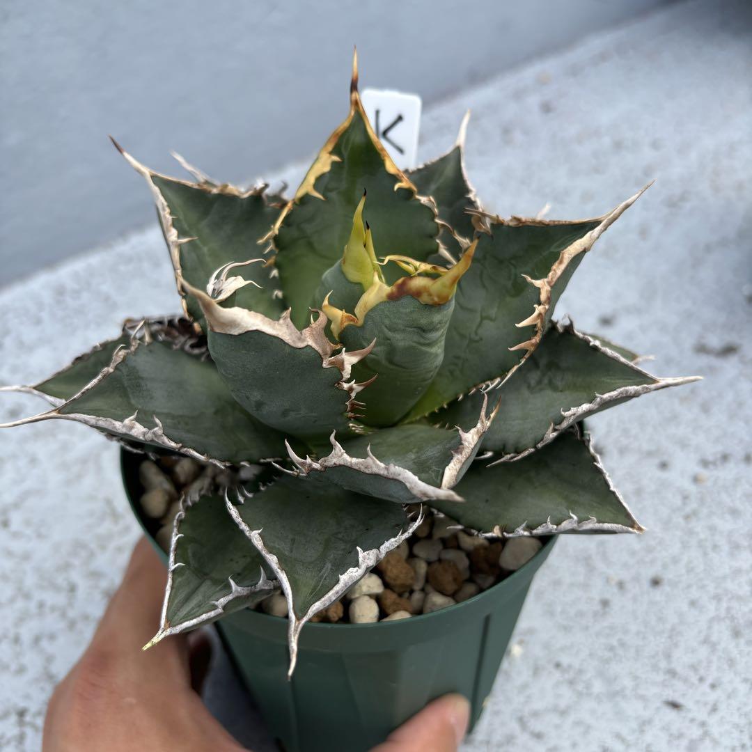 SALEで更にお買得 アガベ チタノタ oteroi titanota 大株②（agave 海王 オテロイ アガベ