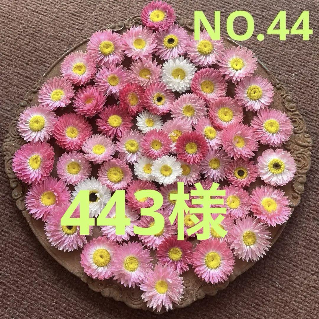 姫貝細工☆ドライフラワー サイズMIX50個➕α - メルカリ