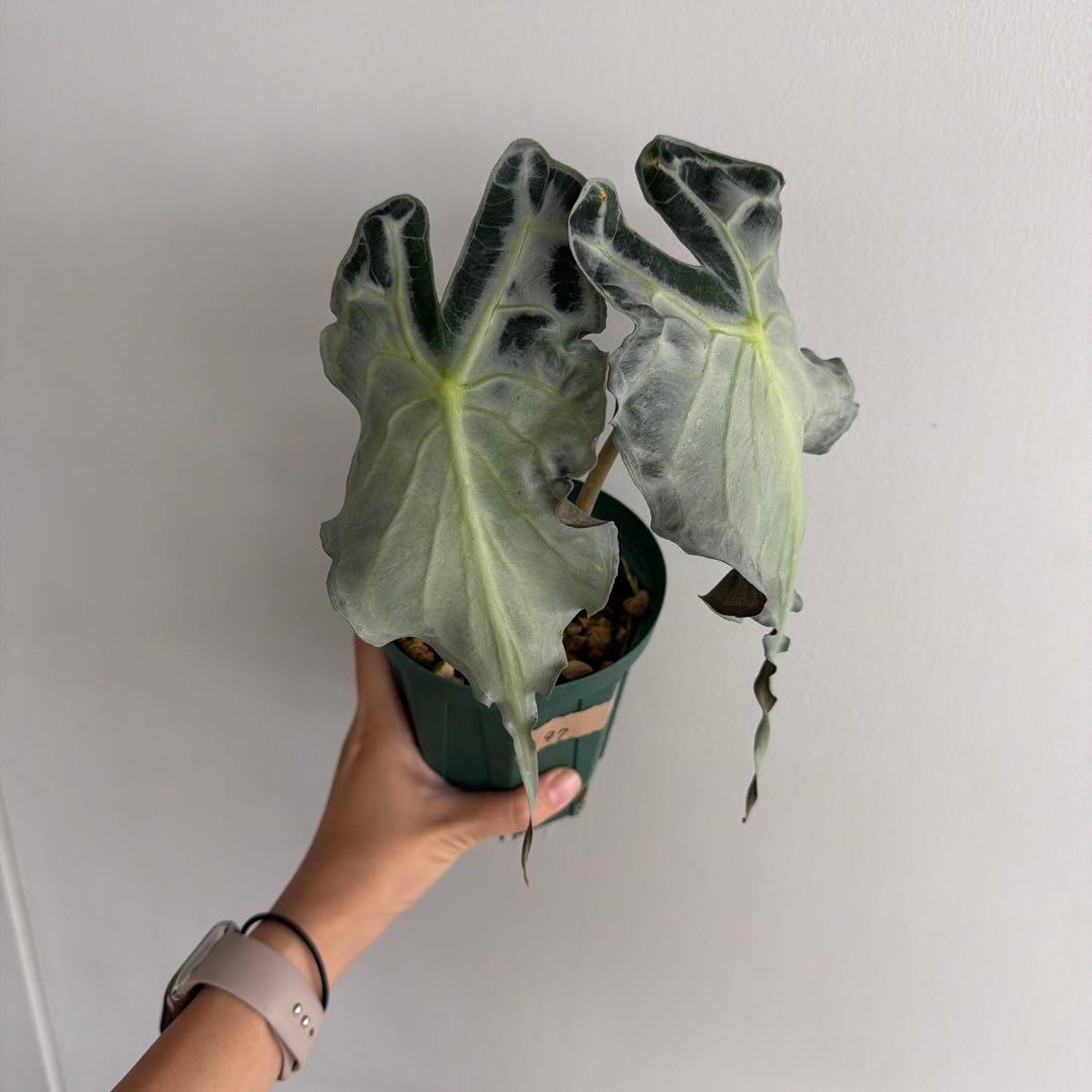 アロカシア ヴェノム Alocasia 'Venom' 管理番号82 アロカシア ヴェノム Alocasia 'Venom' 管理番号97 在庫わずか