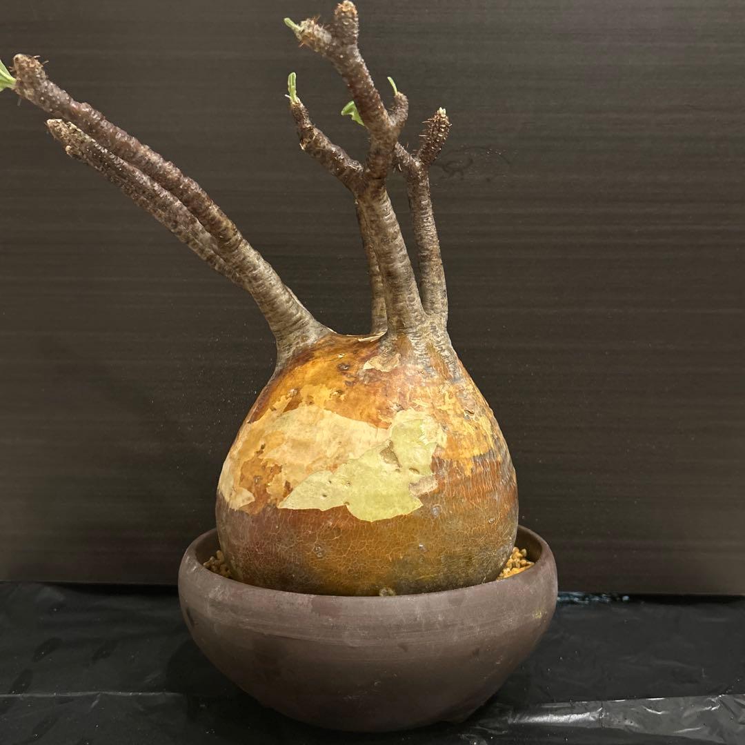 パキポデウム グラキリス赤肌