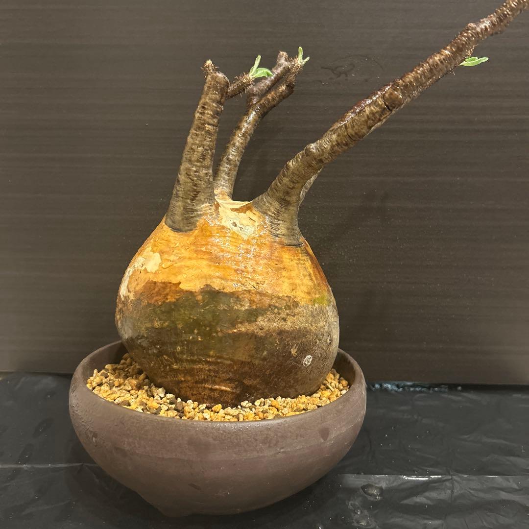 現地球美形 パキポデウム