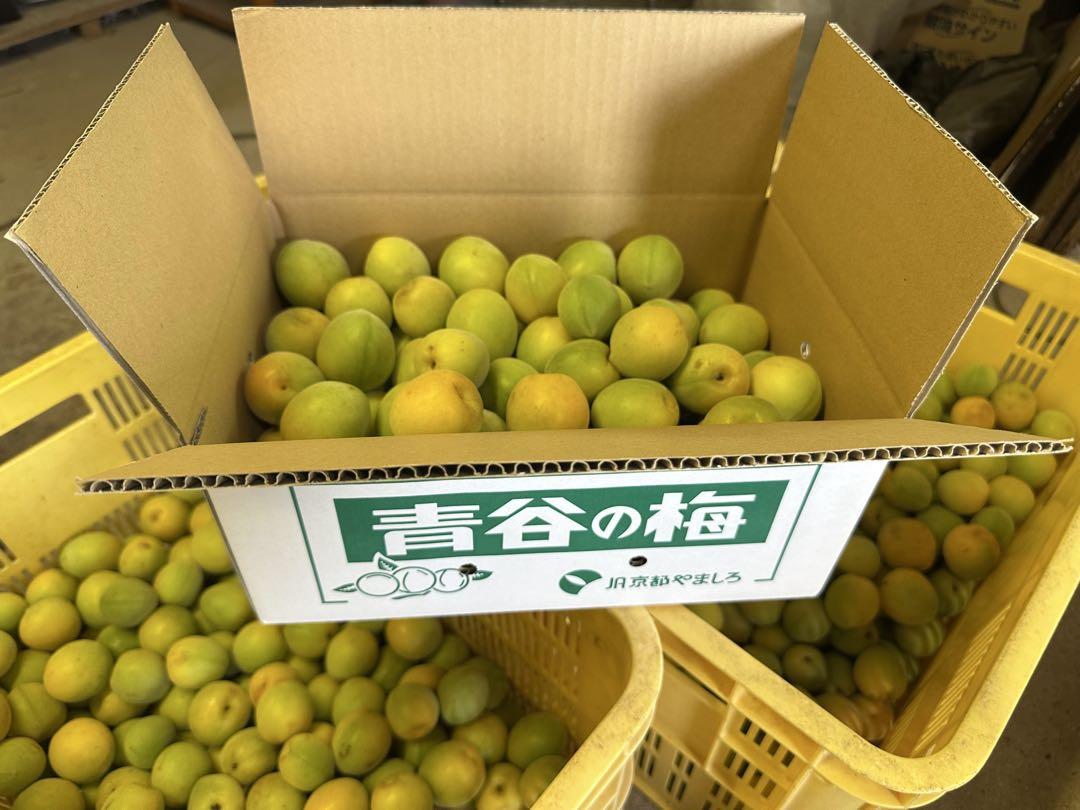 京都の希少品種　青谷の梅　城州白　4Lサイズ4kg ７月4日14時まで限定出品