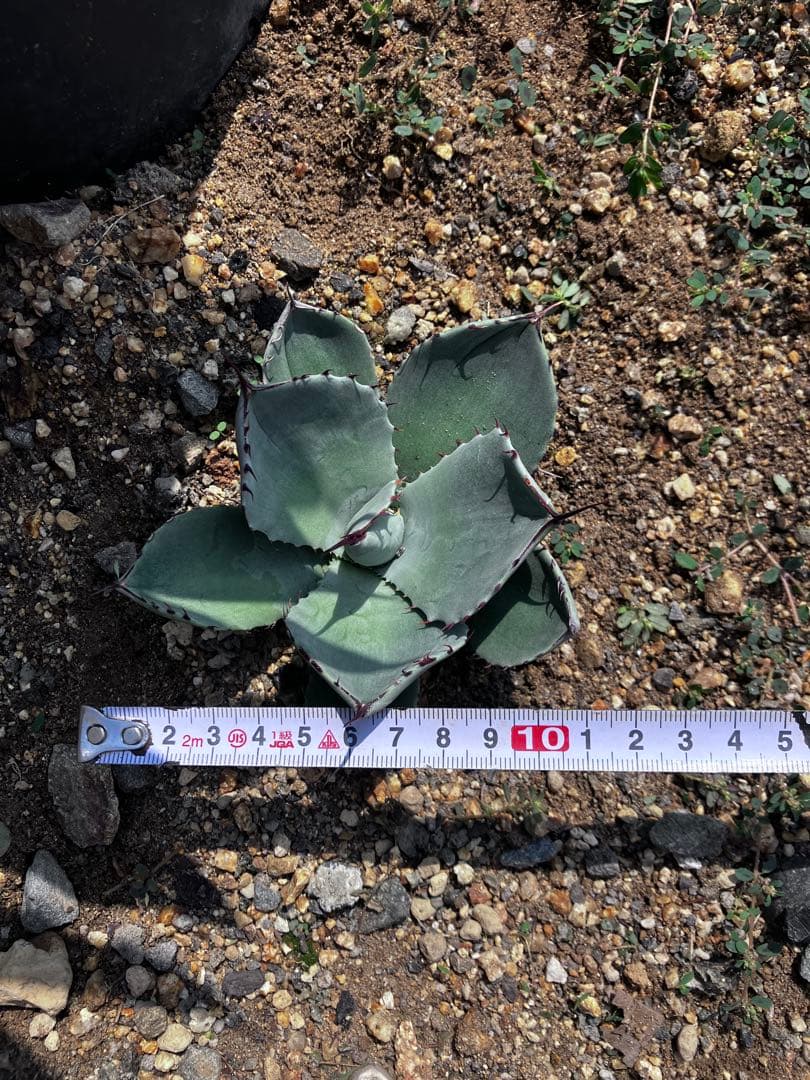 超厳選!! アガベ☆パリー・トランカータ 実生株 　良株即戦力 地植えが好き フラワー・ガーデニング 超厳選!! アガベ☆パリー