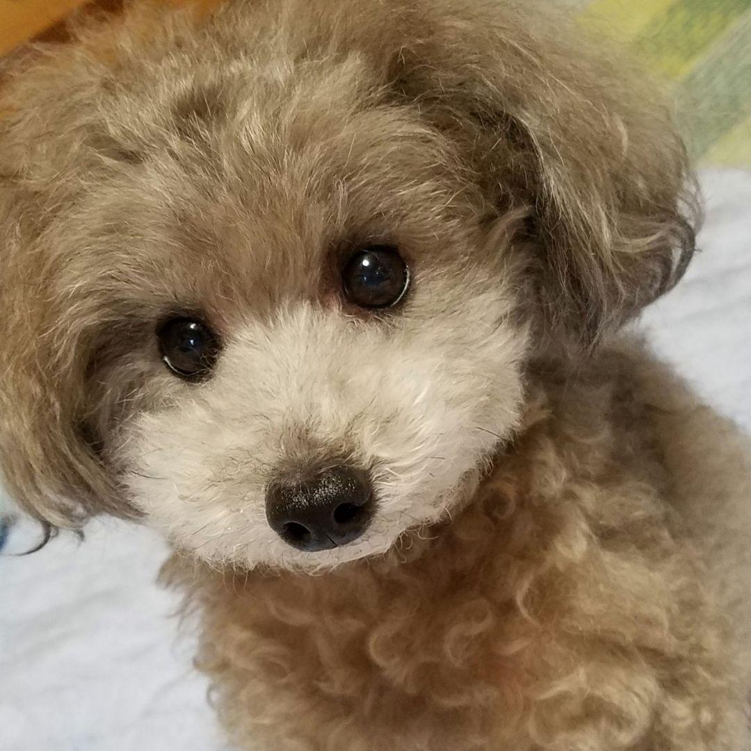 犬服♪手編み♪しょこら★様専用です