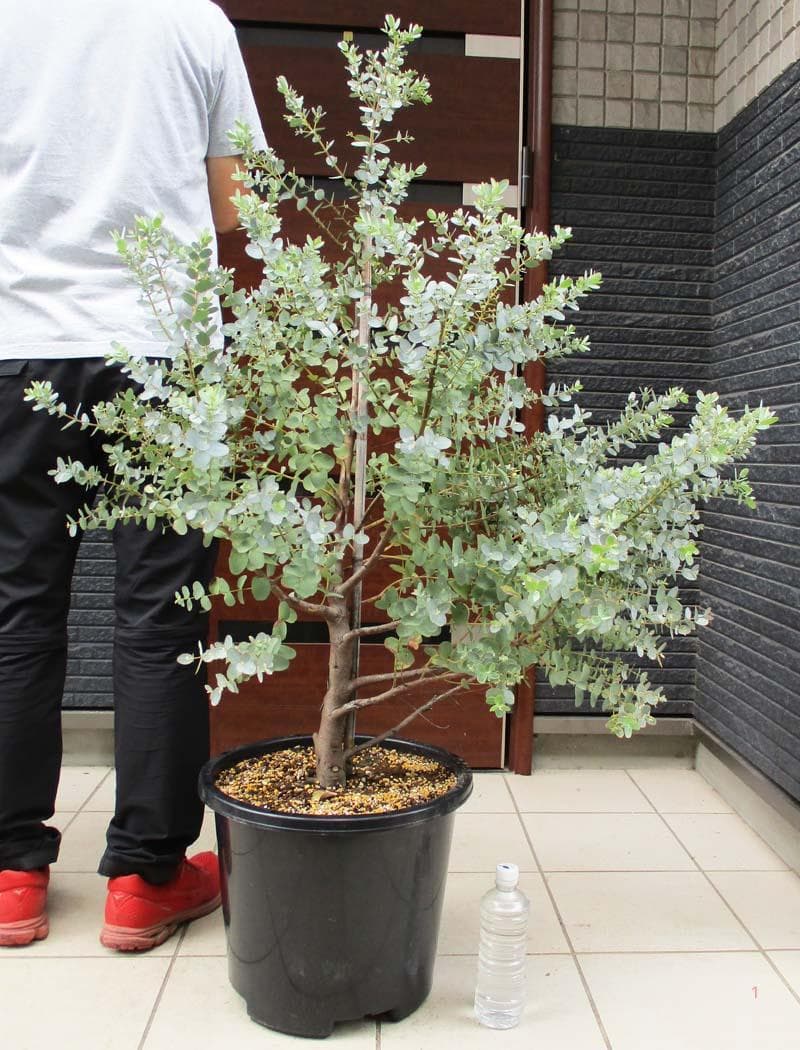 公式ショップ 現品 矮性ユーカリ グニー グニユーカリ 葉が小さい矮性 13号 E48 植物 観葉植物 Csjla Pe 公式ショップ 現品 矮性ユーカリ グニー グニユーカリ 葉が小さい矮性 13号 E48 植物 観葉植物 Csjla Pe