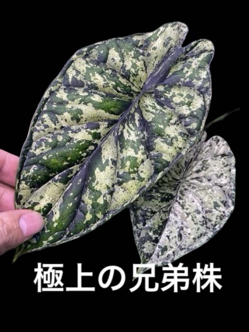 1アロカシア ドラゴンスケール ミント斑入り 2寸ポリポット発送