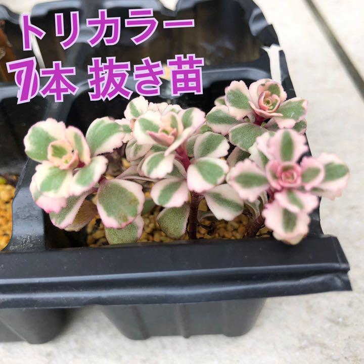 トラブルに セダム トリカラー 美苗 抜き苗の通販 By マリshop当分の間閉店させて頂きます ラクマ しての Shineray Com Br