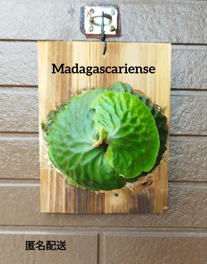 Ｍadagascariense (oc)株分 NO.25 マダガスカリエンセ Madagascariense (oc)株分 NO.25 マダガスカリエンセ