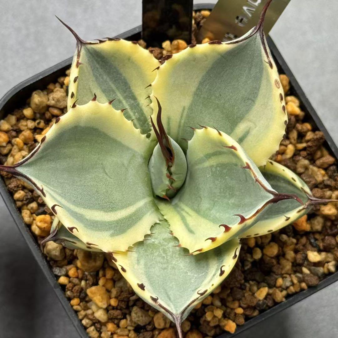 U*n様 多肉植物・アガベ ・精品・パリートルンカータ'オリザバ' 抜き苗・極上 多肉植物・アガベ ・精品・パリートルンカータ'オリザバ' 抜き苗