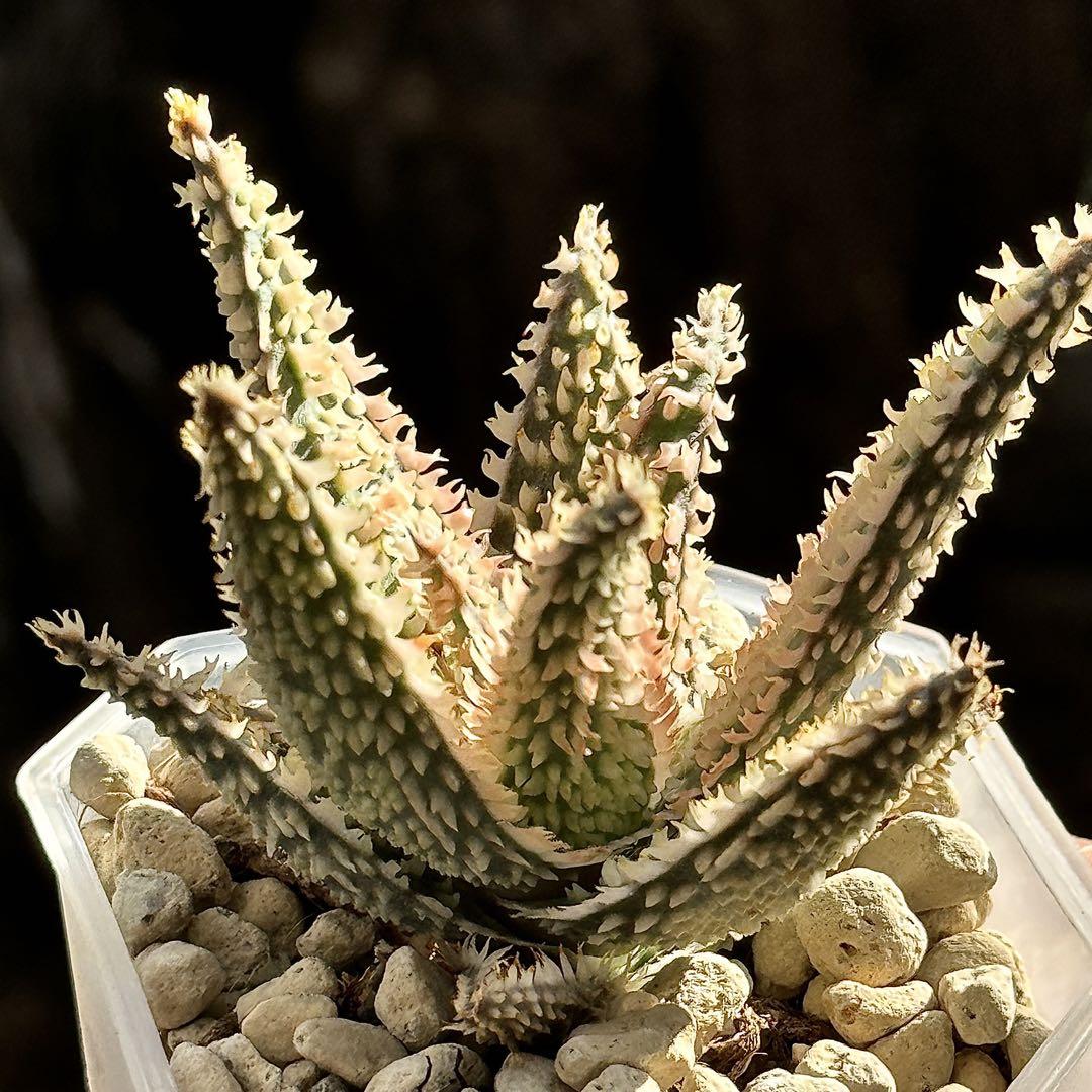 アロエ ハイブリッド -Aloe hybrid- No.3 | Agave Rocon