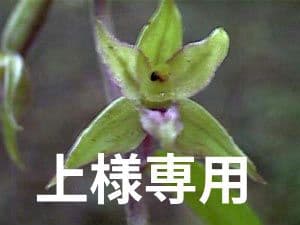 エゾスズラン2鉢 シデシャジン4鉢やや傷や汚れあり