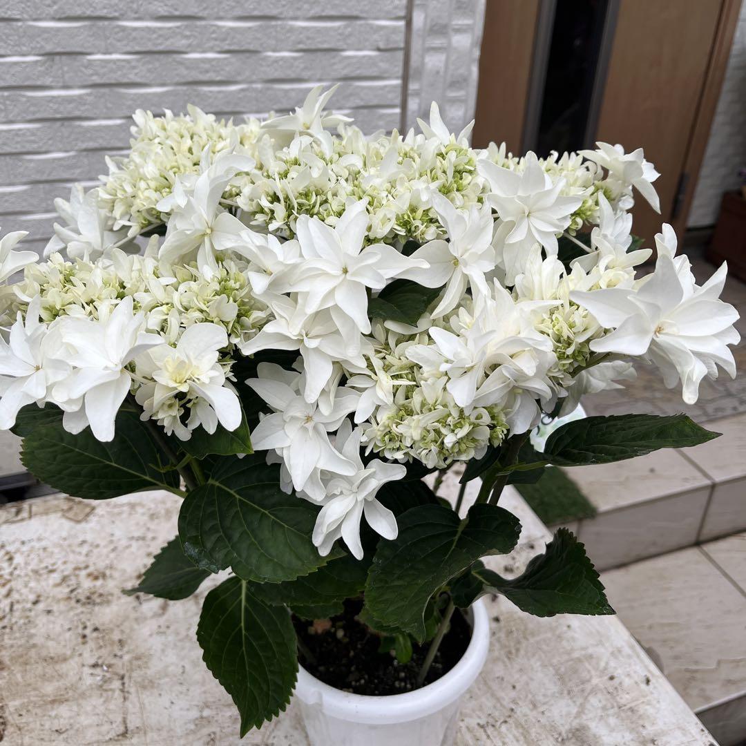 紫陽花　アジサイ　島根オリジナル　月うさぎ　5号　底面給水　6月１０日撮影　23