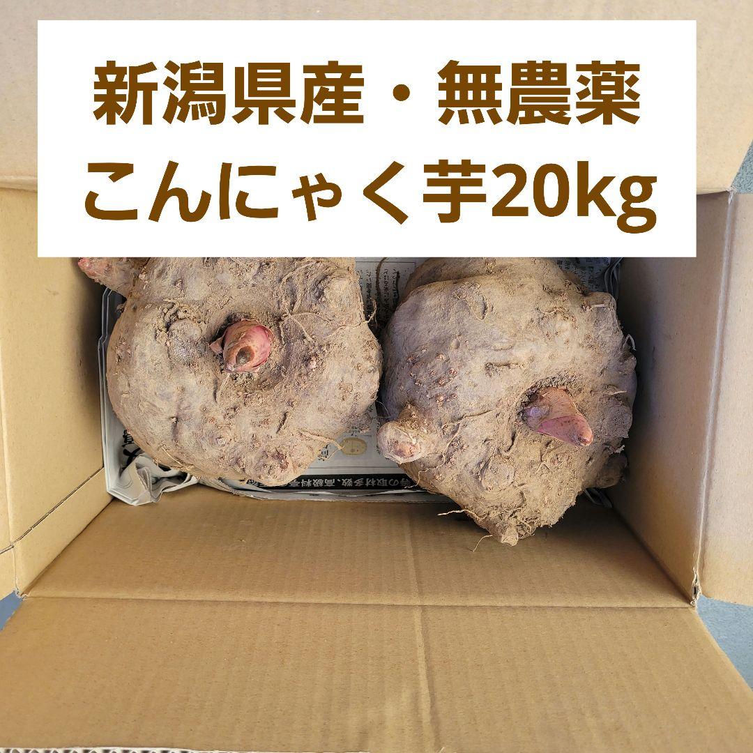 【20kg】こんにゃく芋　新潟県産　無農薬　おいしいこんにゃくを作りたい方に！