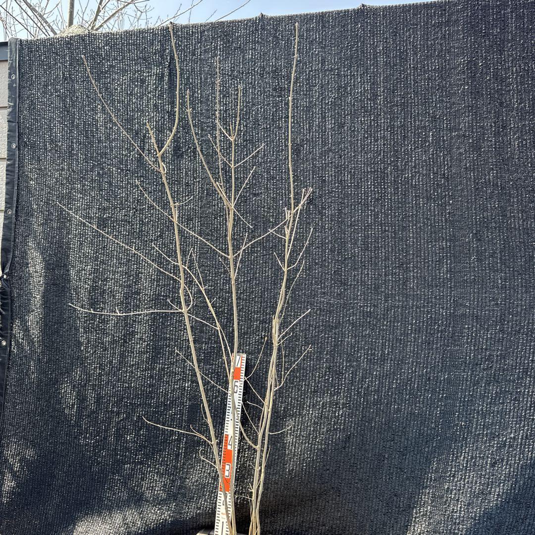 新春特価！。山採りアオダモ株。