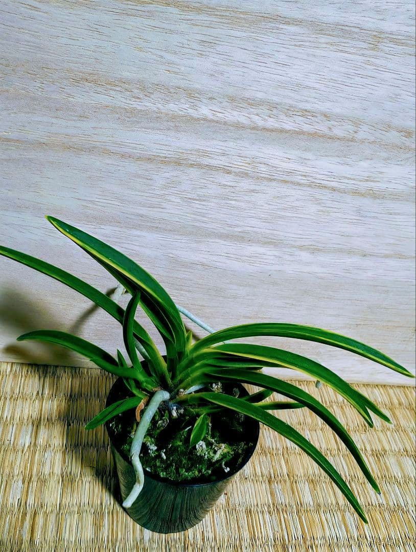 富貴蘭 羆の縞(小野羆) 富貴蘭 羆の縞(小野羆)