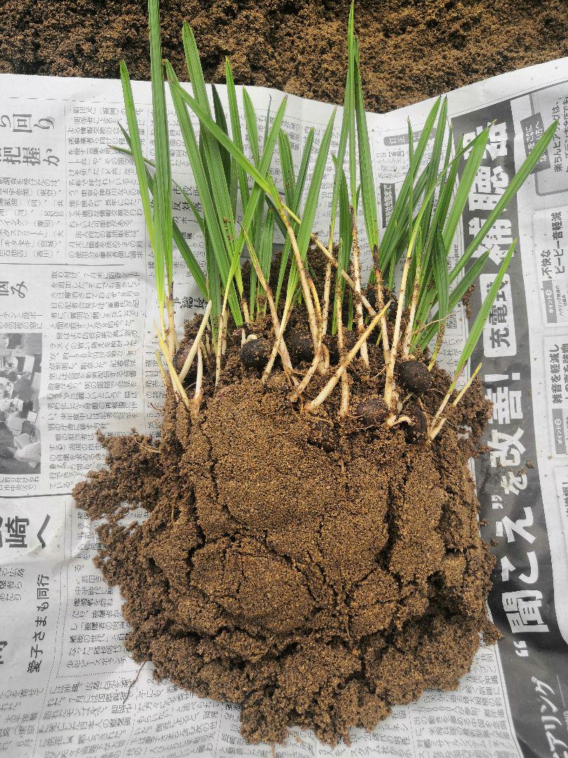 500本 ココスヤシ 苗 シルバーリーフ 安心土付き発送 - メルカリ