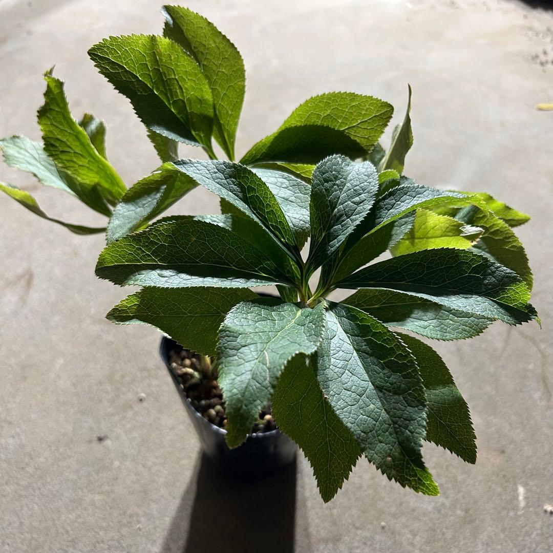 クリスマスローズ 開花実績株