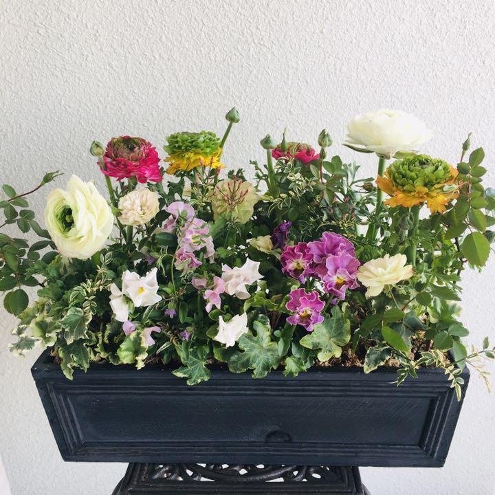 メルカリ ラナンキュラスとグリーンアイス フリルビオラのプランツギャザリング 寄せ植え 花 フラワー ガーデン 8 700 中古や未使用のフリマ メルカリ ラナンキュラスとグリーンアイス フリルビオラのプランツギャザリング 寄せ植え 花 フラワー ガーデン 8 700 中古や未使用のフリマ