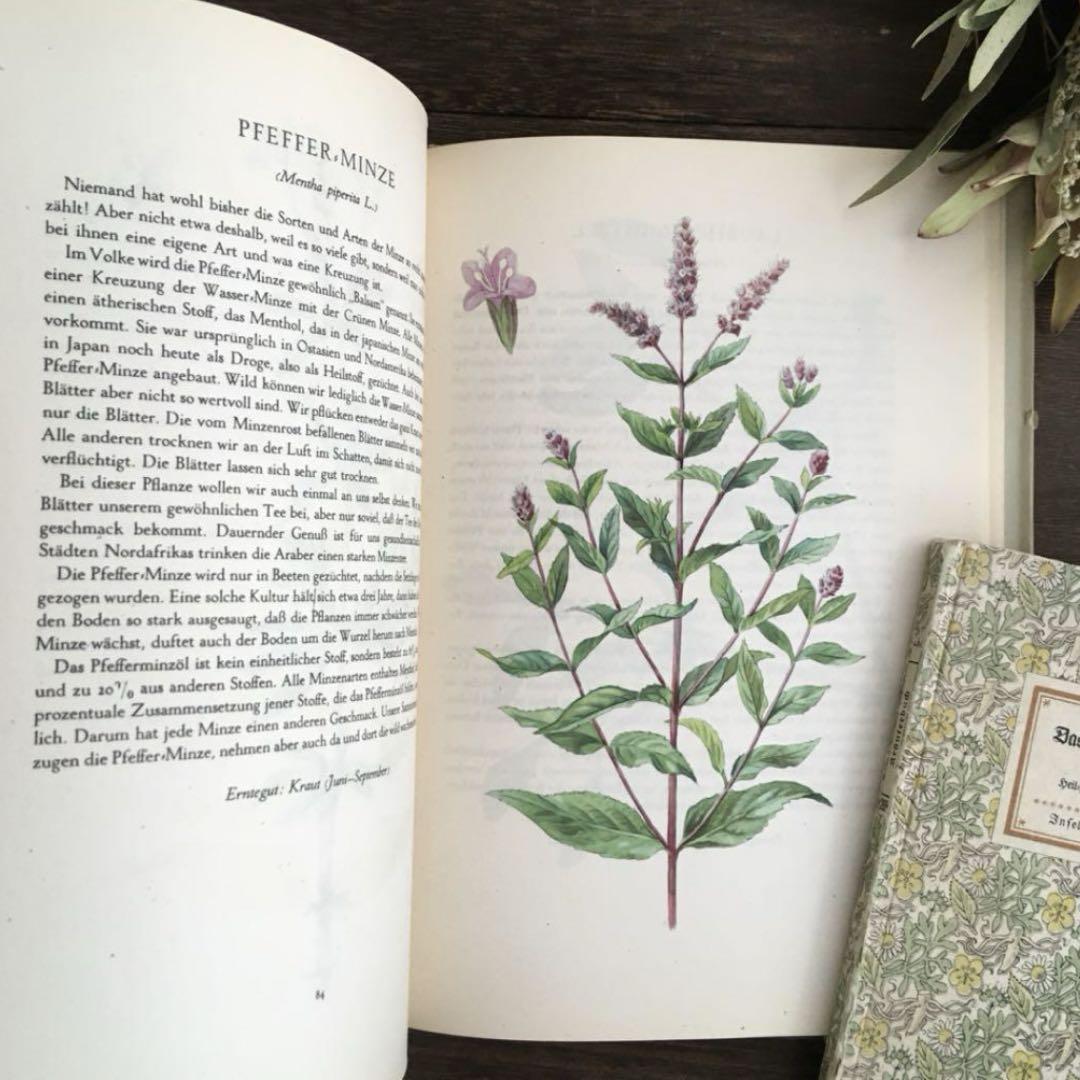 ドイツ 洋書 植物図鑑 1963 Elsa M. Flesko 42⑦ドイツ人気希少植物画 植物図鑑 洋書 古書 ボタニカルアート