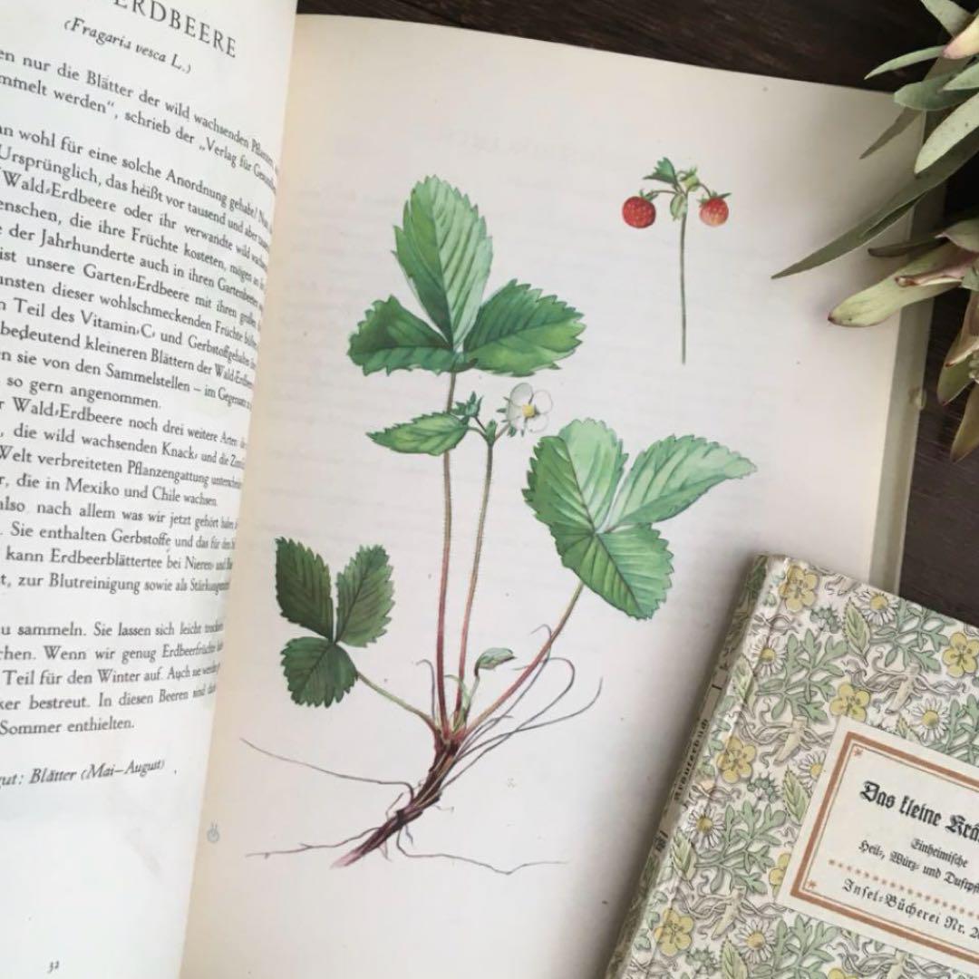 L-810 洋書古書 とても素敵なドイツの古い植物図鑑 L868 洋書古書 1955年発行 とても素敵なドイツの古い植物図鑑