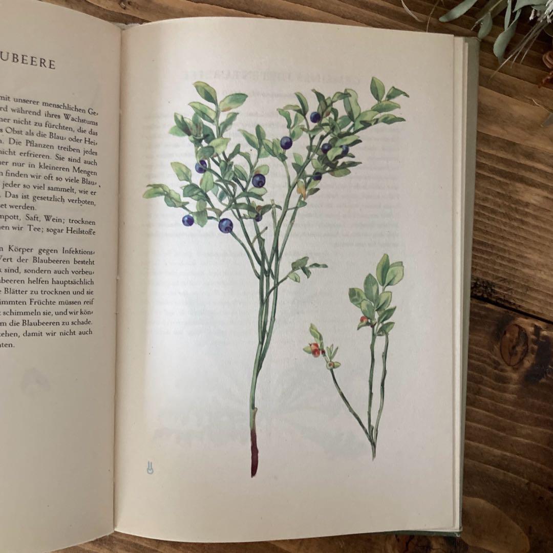 L-810 洋書古書 とても素敵なドイツの古い植物図鑑 適当な価格 L-810 洋書古書 とても素敵なドイツの古い植物図鑑