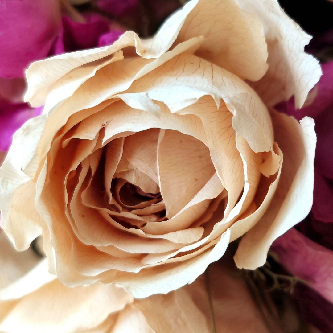 ピンク＆白 バラのドライフラワー スワッグ # 309