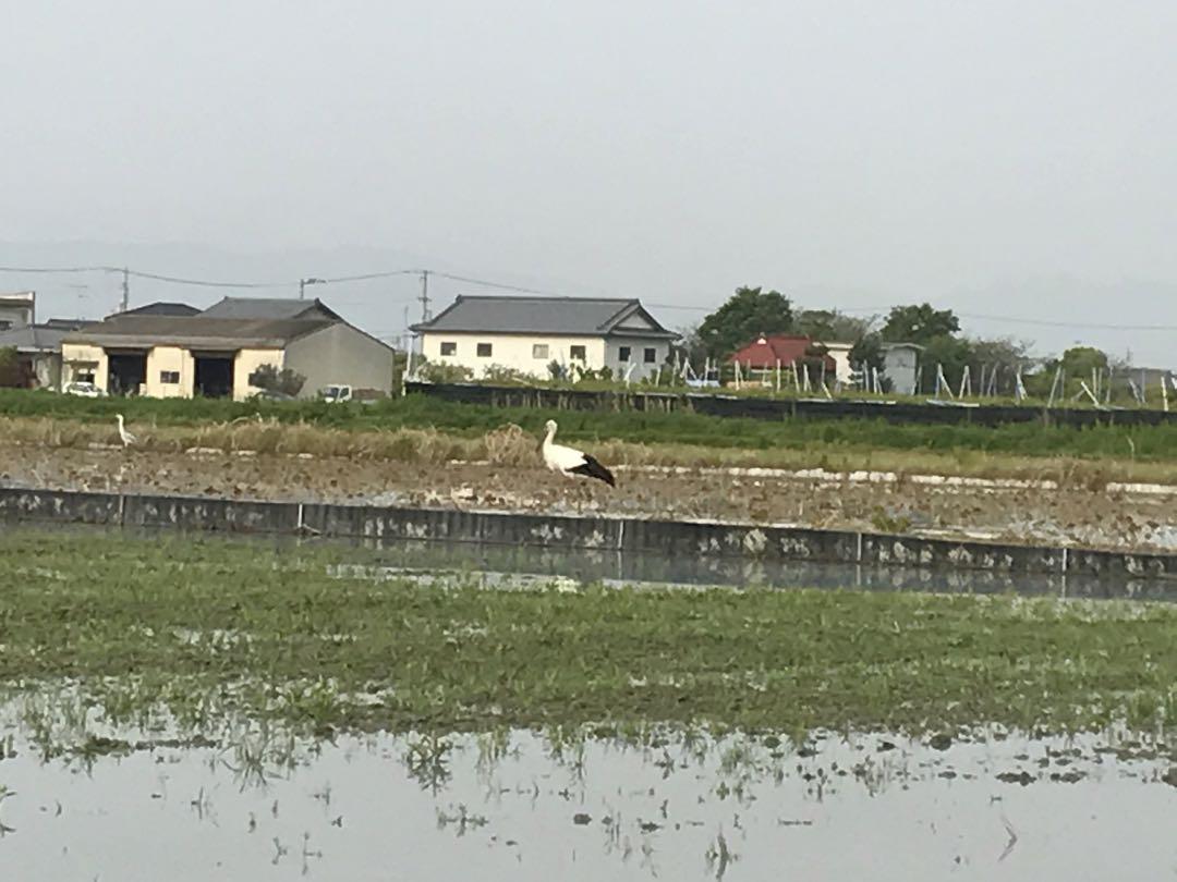 R6年産_新米徳島県鳴門市産栽培期間中:農薬不使用栽培新米コシヒカリ玄米30kg