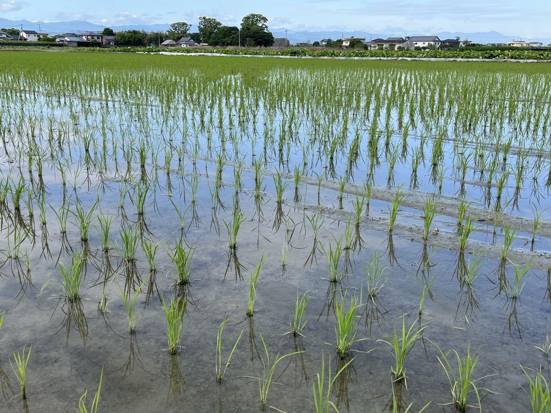 R6年産_新米徳島県鳴門市産栽培期間中:農薬不使用栽培新米コシヒカリ玄米30kg