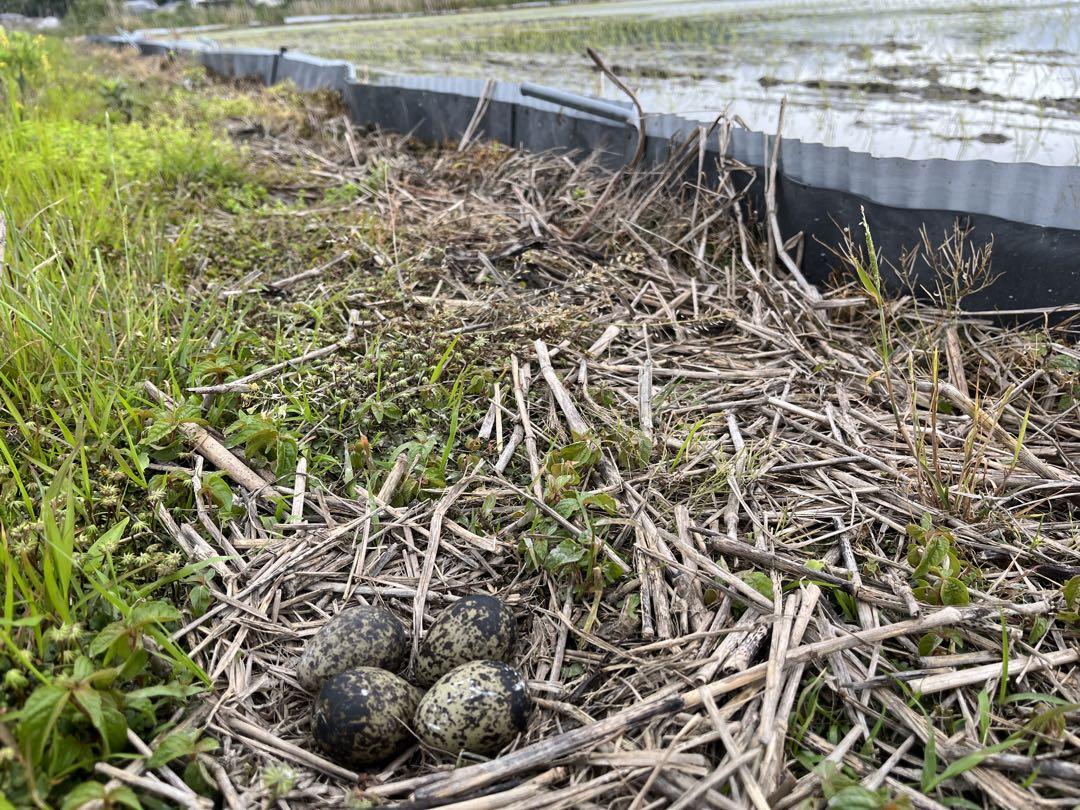 R6年産_新米徳島県鳴門市産栽培期間中:農薬不使用栽培新米コシヒカリ玄米30kg