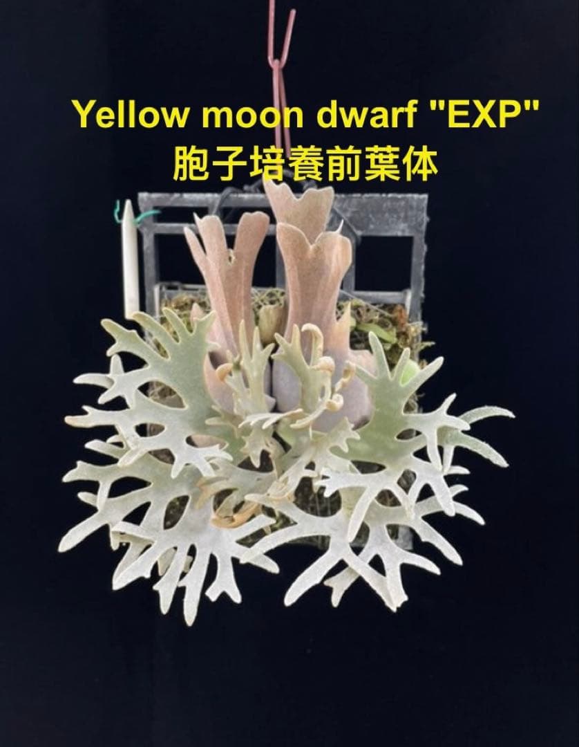 ビカクシダ イエロームーンドワーフ