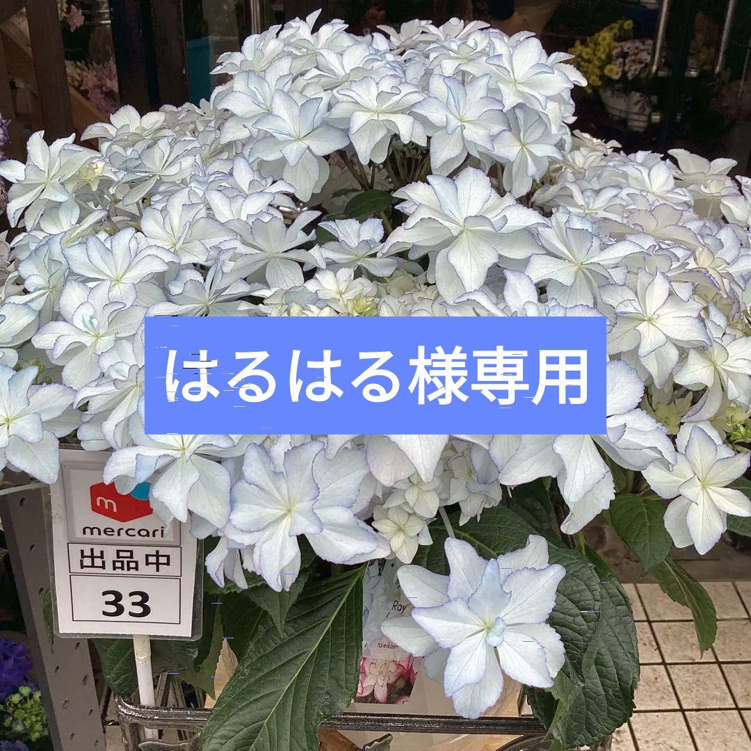 全商品オープニング価格 特別価格】 はるばる 33 紫陽花 レイ 5号 植物