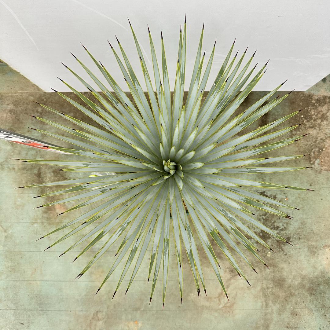 超美形 シルバーブルーやや傷や汚れあり