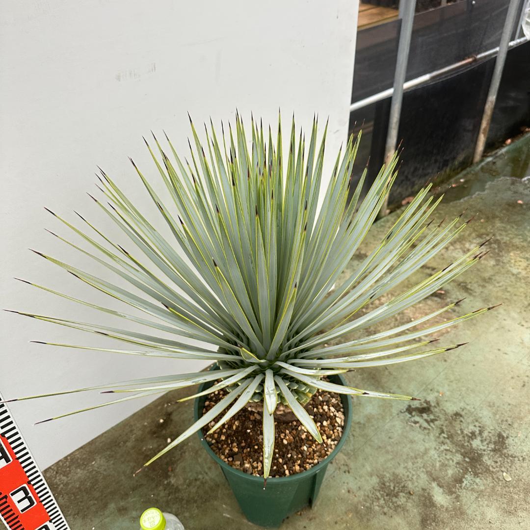 ユッカ ロストラータ 24-533 超美形 シルバーブルーやや傷や汚れあり YUZUMIYA_COM