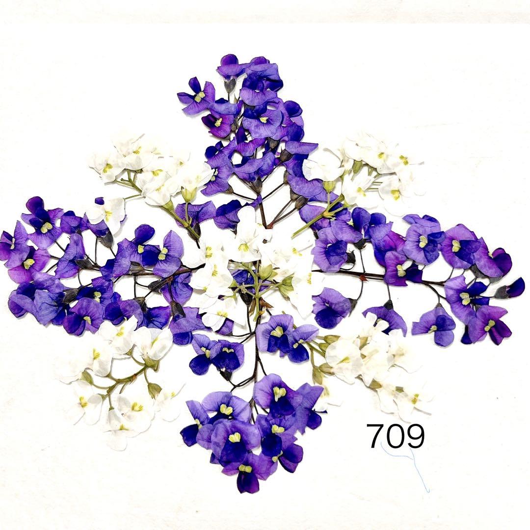 押し花　NO.709 ハーデンベルギア2色