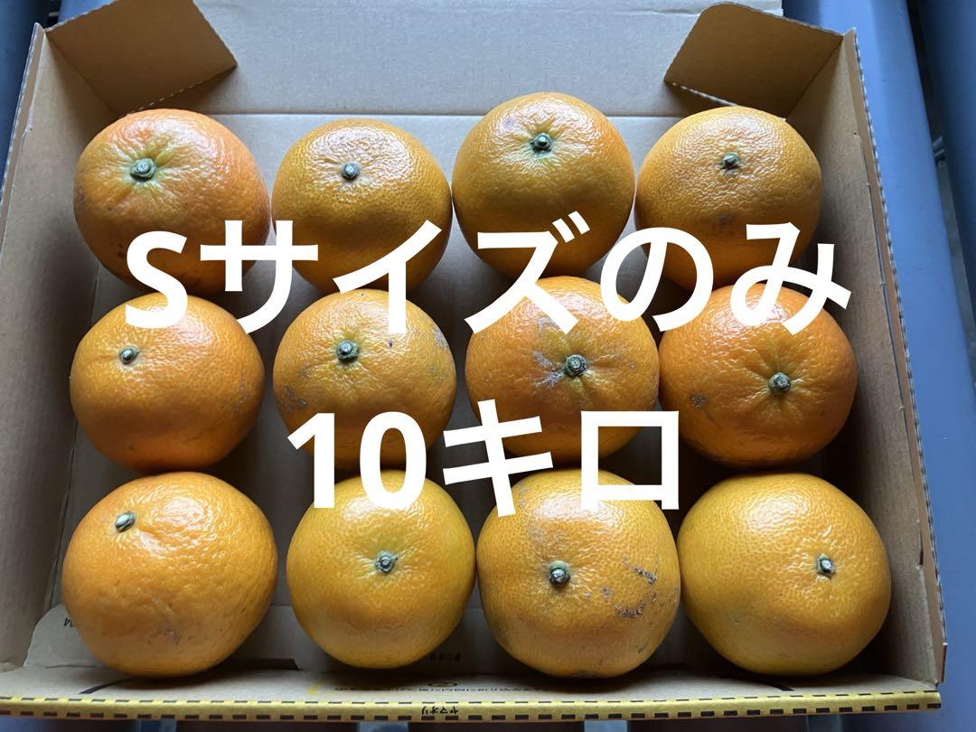 専用出品　SサイズたんかんとじゃがいもB品セット♡