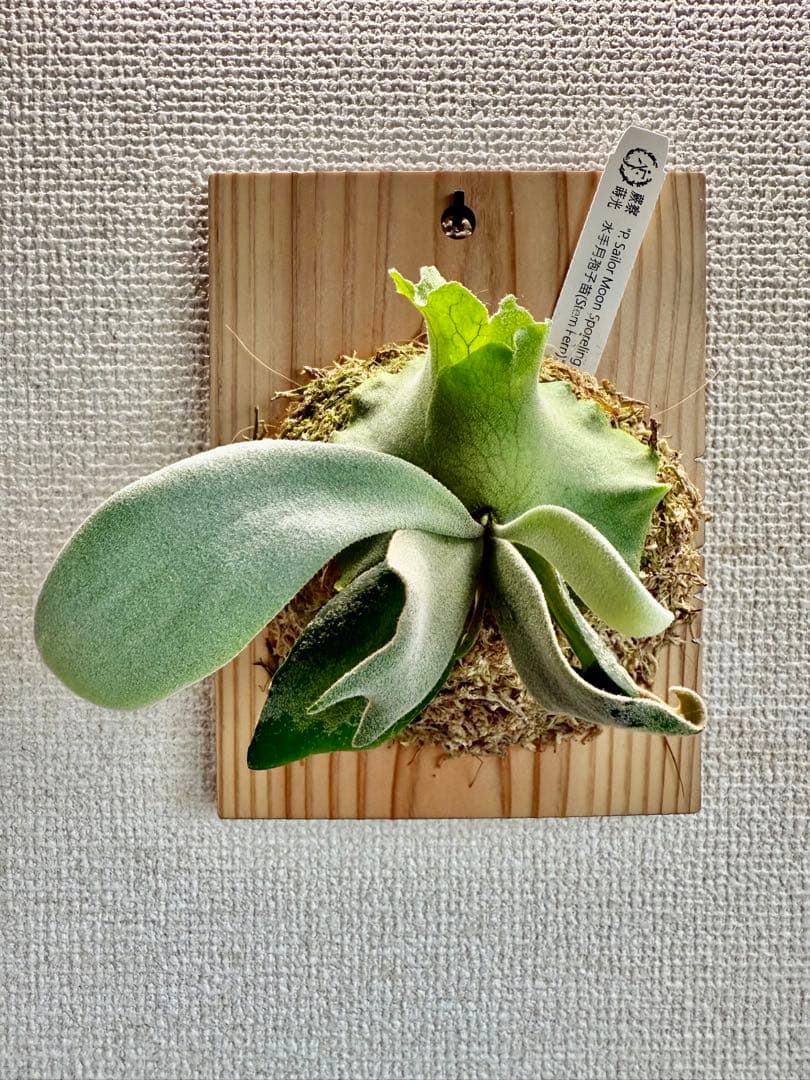 ビカクシダ P. Sailor Moon