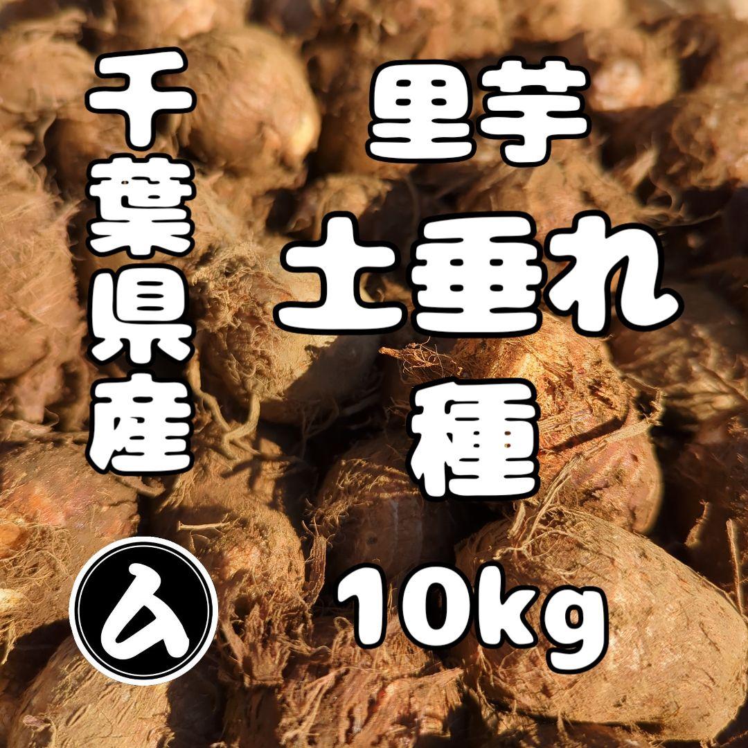 千葉県産 土垂れ 里芋 種芋 Sサイズ 10kg