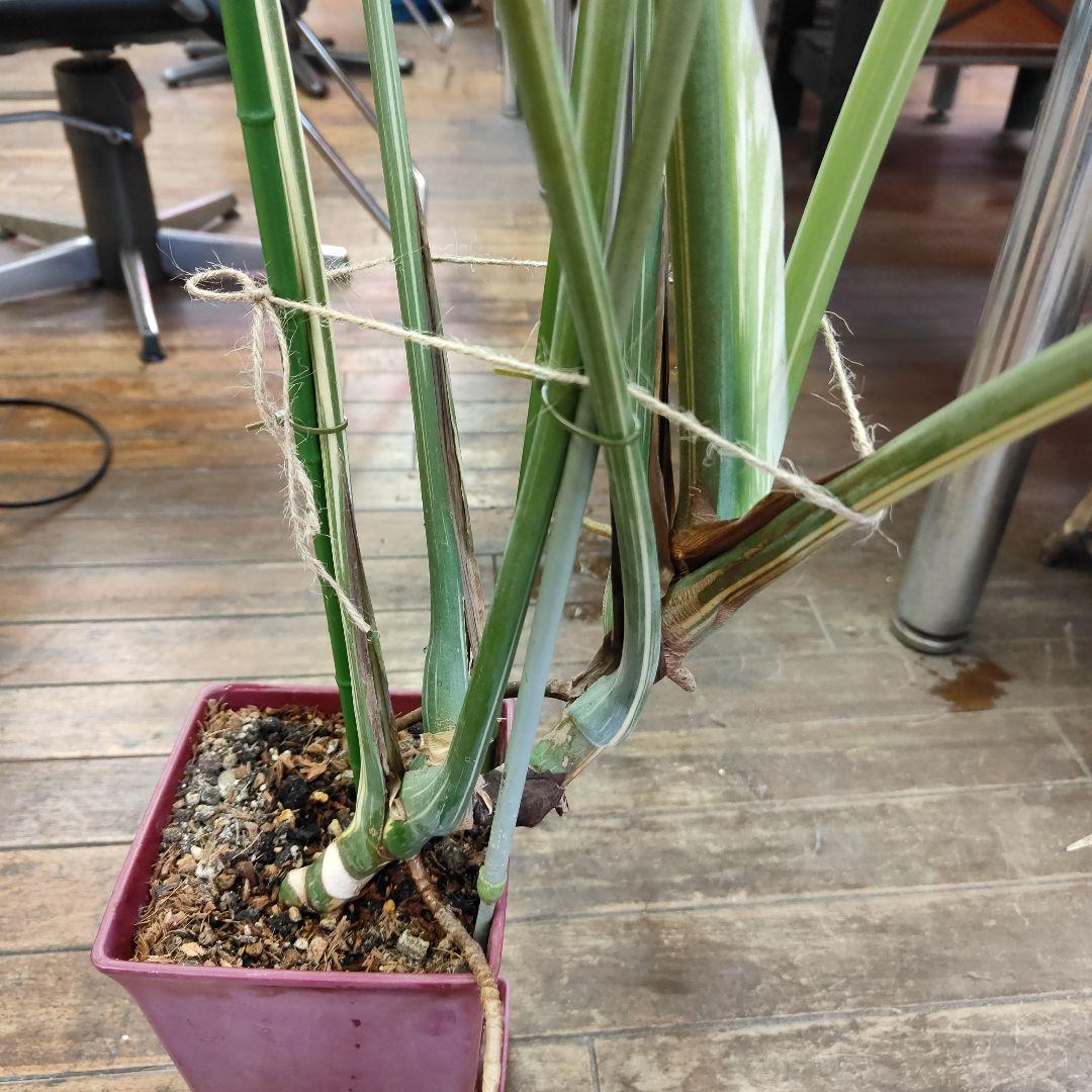 モンステラデリシオーサ黄色斑入りやや傷や汚れあり