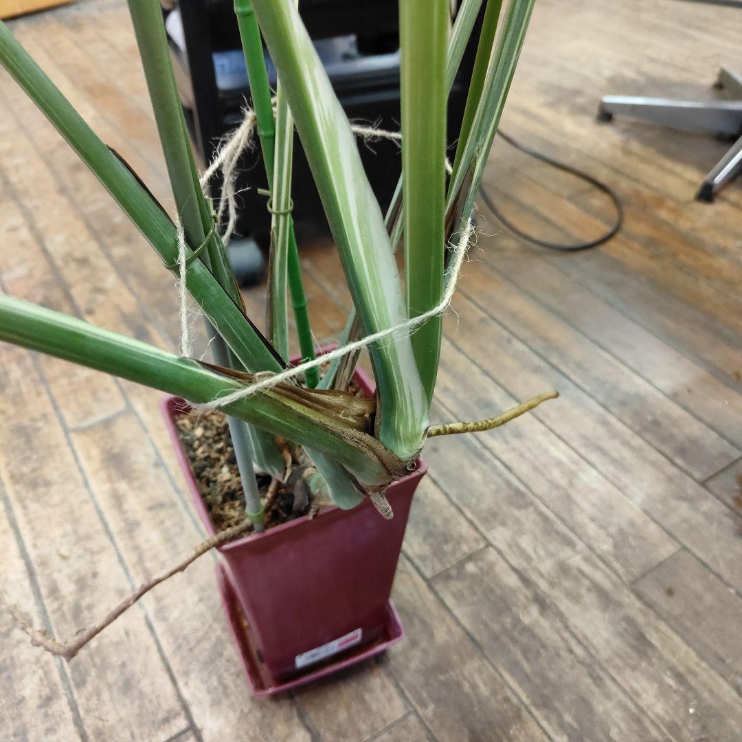 モンステラデリシオーサ黄色斑入りやや傷や汚れあり