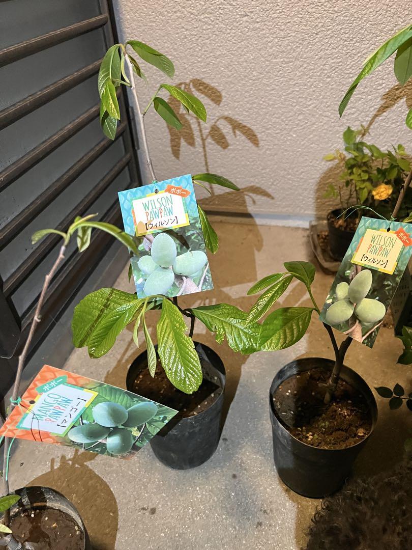 ポポー苗　接木　3株　セット ポポー苗木 接木苗3株セット 果樹