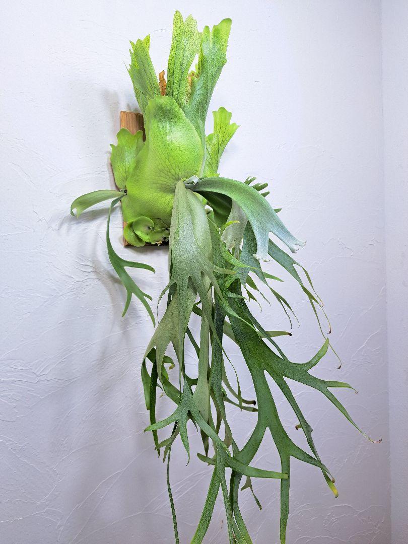 【P.willinckii Little Elf 】OC株　001 P.willinckii Little Elf 】OC株001