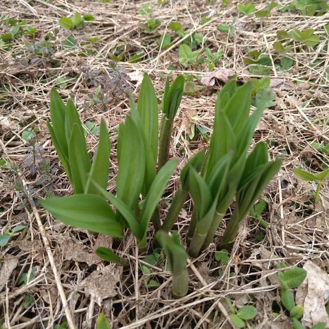 ねこねこ☆出品 北海道産　行者ニンニク　根付き　苗　山菜　80本 北海道十勝産 行者ニンニク 小苗 アイヌネギ 20本 （ビニール