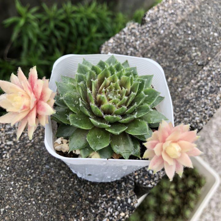 買取 販売 多肉植物 バニラシフォン 抜き苗 正規 店 東京 Www Persakmi Or Id