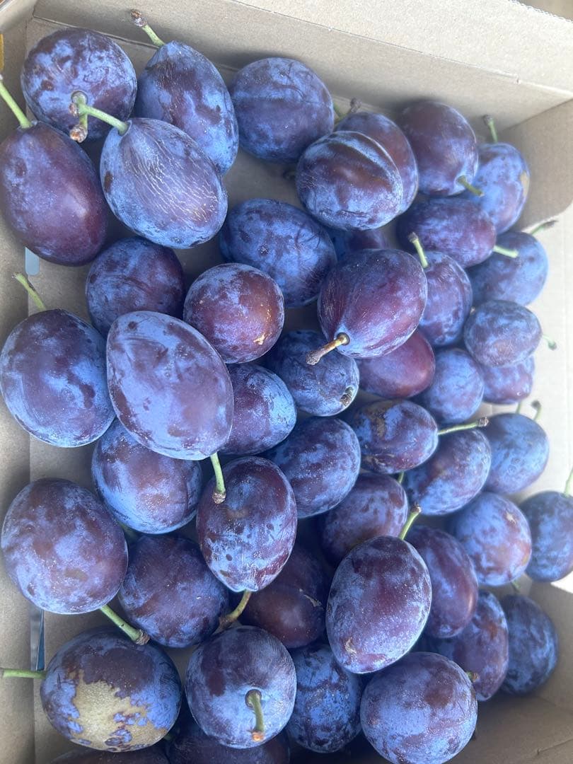 青森県産農薬不使用プルーン10キロ送料無料