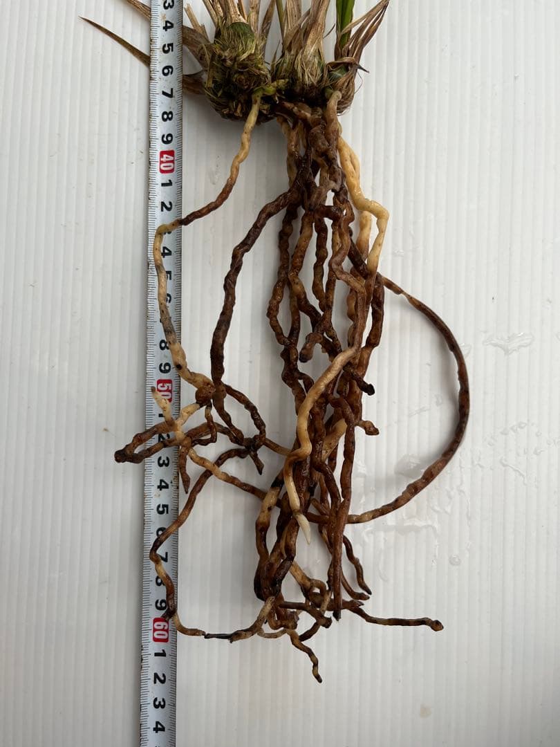 寒蘭 【桃神】 山野草 東洋蘭 14 - メルカリ 寒蘭 【桃神】 山野草 東洋蘭 14 - メルカリ