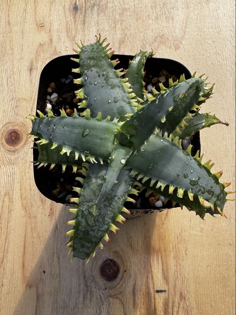 アロエ ハイブリッド Aloe hybrid 第四種 11 ハオルチア・アロエ
