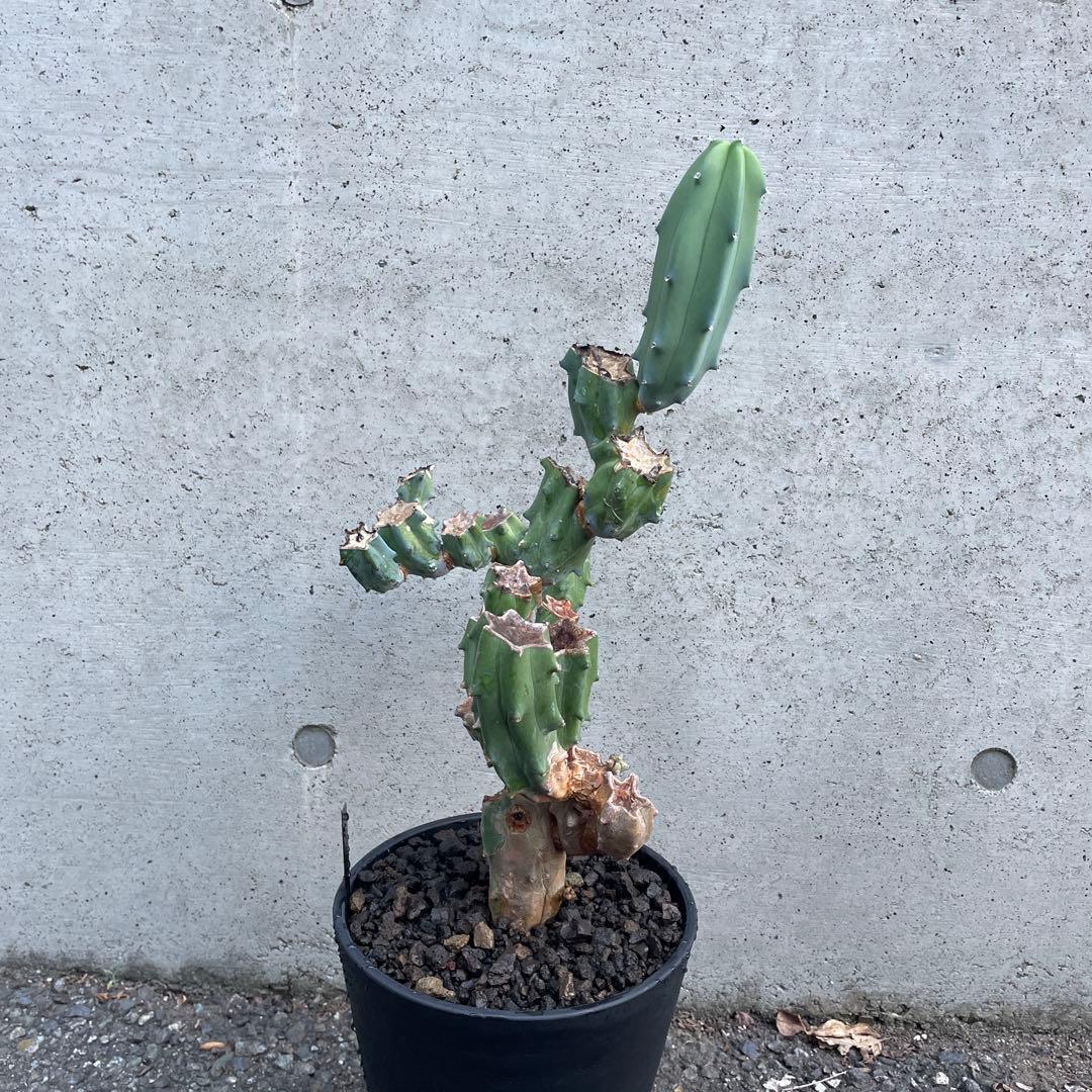 サボテン 竜神木 ブランチ 柱サボテン 6号プラ鉢