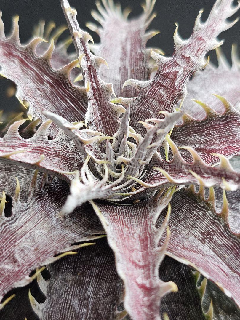 ディッキア　Dyckia OTTO-SL01　と M.O.N ×（・・・）セット ディッキア Dyckia OTTO-SL01 と M.O.N ×（・・・）セット