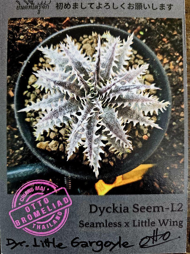 ディッキア　Dyckia OTTO-SL01　と M.O.N ×（・・・）セット ディッキア Dyckia OTTO-SL01 と M.O.N ×（・・・）セット